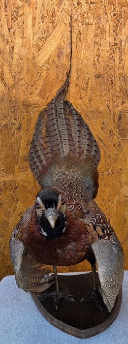 Продам Чучело фазана