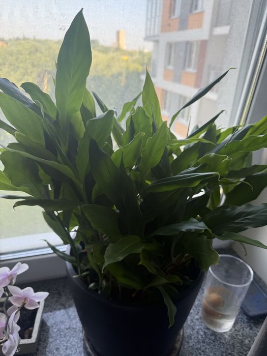 Орегано  Вазон  спеція або паростки