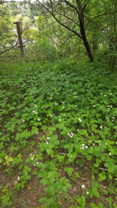 .Продаж великої земельної ділянки під будівництво у с. Свидівок.