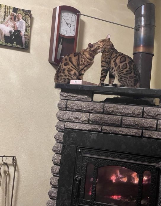 Бенгальські кошенята