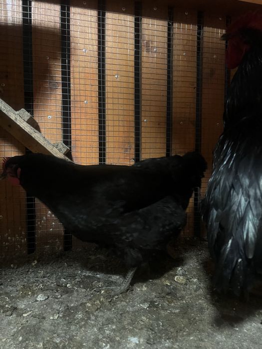 Продаю ікубаційні яйця курей мясояєчних порід