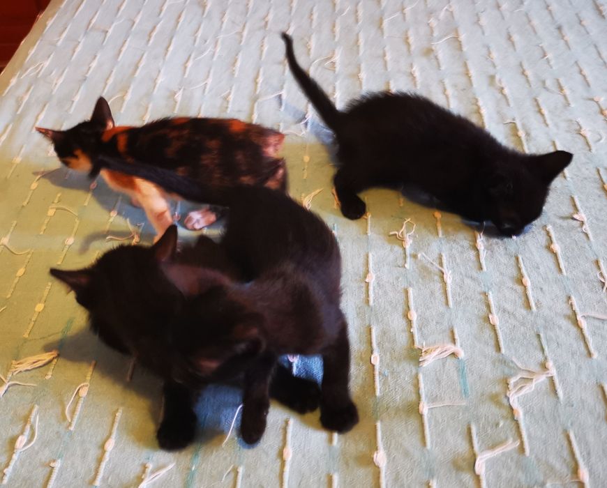 Dá-se ninhada de 3 gatos