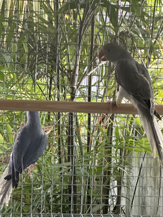 Ringnecks cleartail de 2025