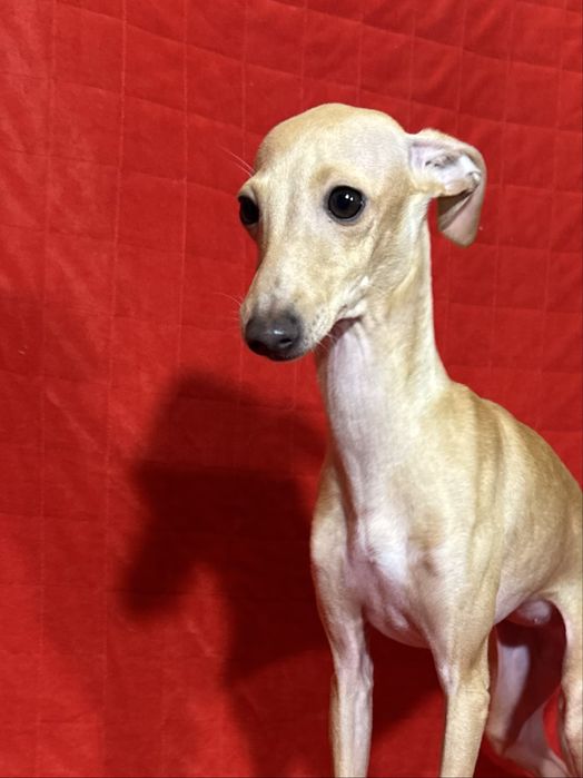 Charcik Wloski szczenięta sunia suczka