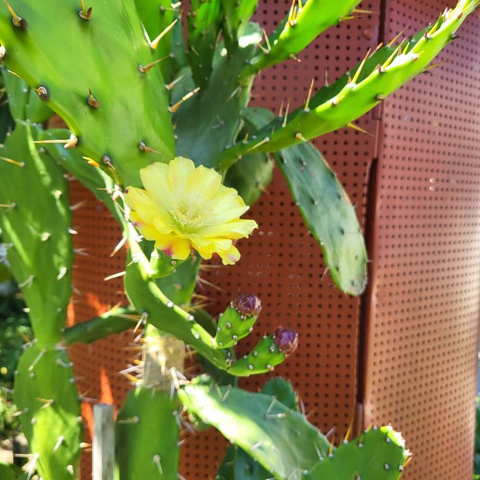 Продається кактус