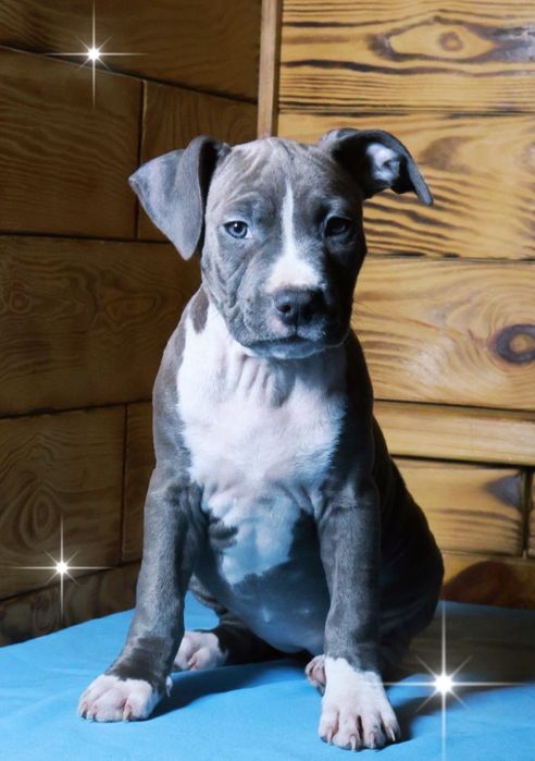 Блакитна Мрія дівчата Американський Стафордширський тер'єр