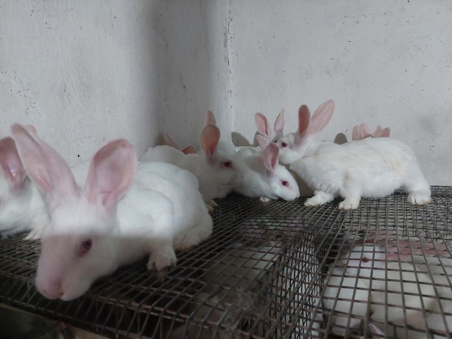 Молді кролики. Термонська біла