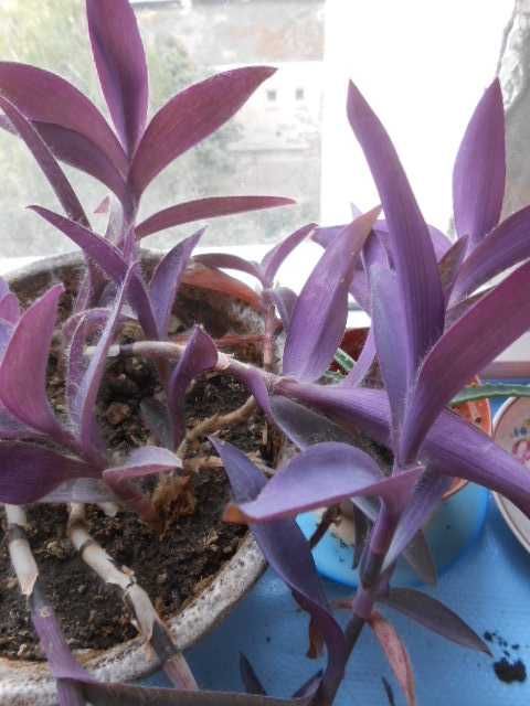 Традесканция фиолетовая пушистая