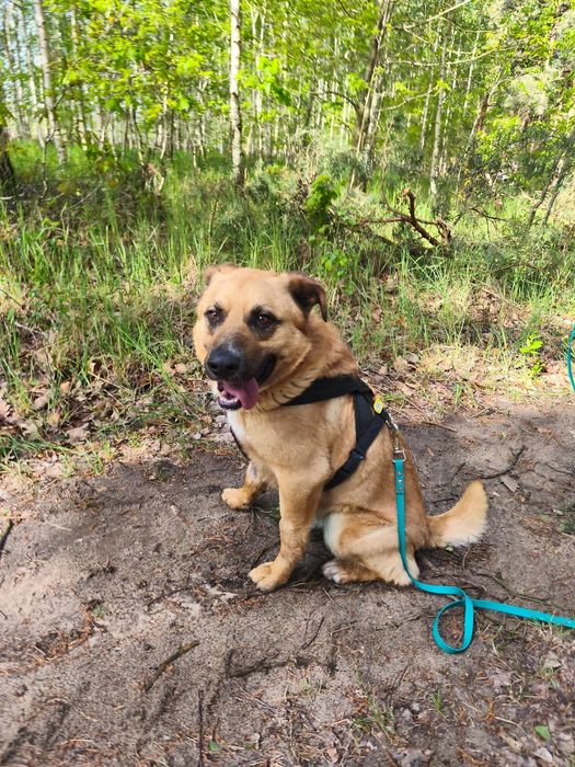 Guliwer w typie labradora do adopcji