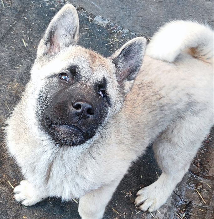 Шикарний хлопчик  та дівчинка продам