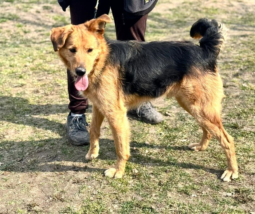 Piesek okolo 2 lata