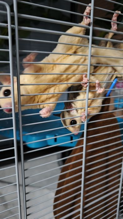 Lotopałanki karłowate