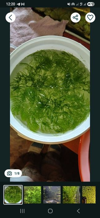 Водоросли для аквариума