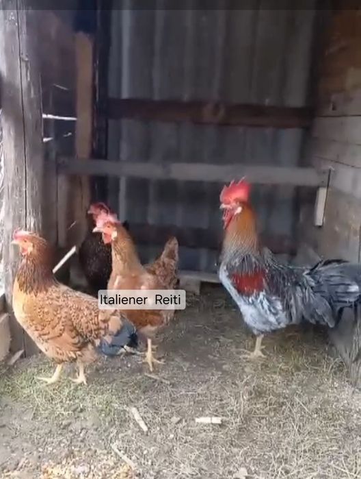 Інкубаційне яйце курей італійська несучка