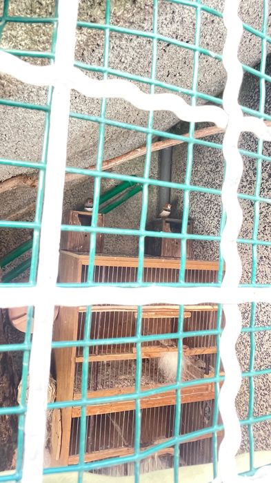 Varias Aves ……..