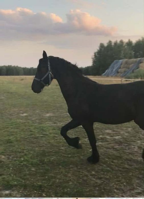 Piękna klacz rasy fryzjerski