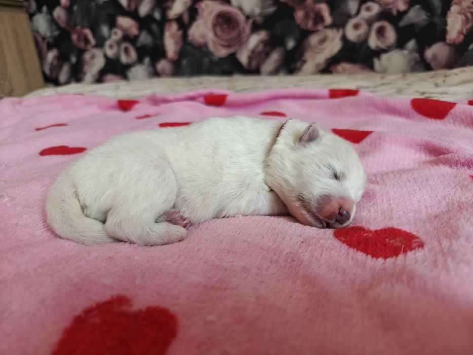 Samoyed BezoweLove FCI ZKwP