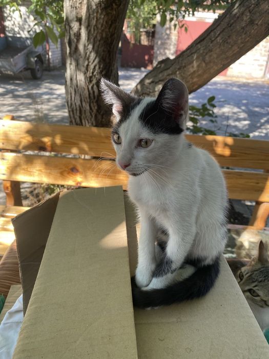 Отдам котят в хорошие руки, бесплатно