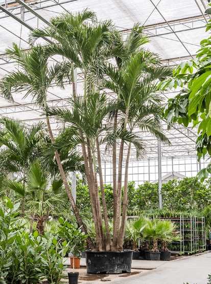 Palmeiras Raras e todo o tipo de plantas