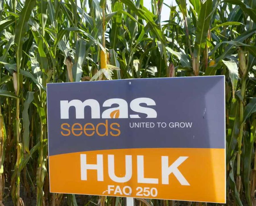 Materiał siewny kukurydza Hulk Rosomak Danubio 80 tys nasion