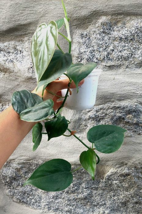 Planta Philodendron ornatum