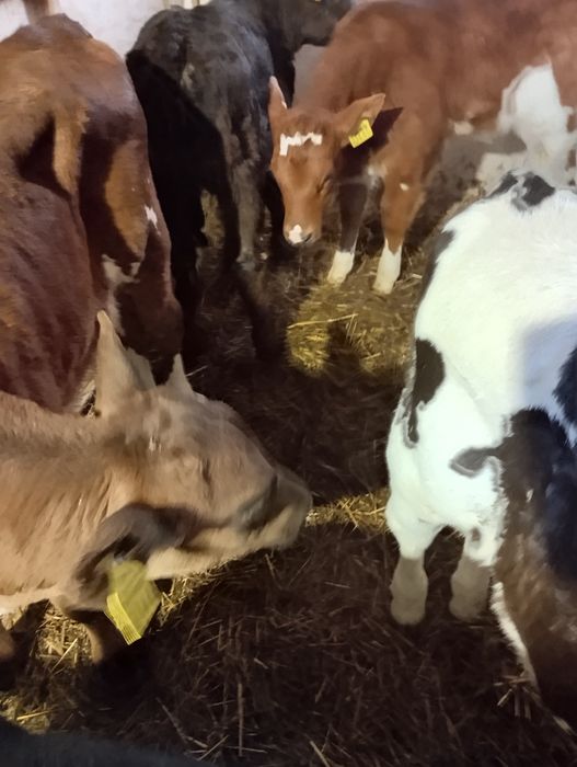 Sprzedam byczki i jalowki