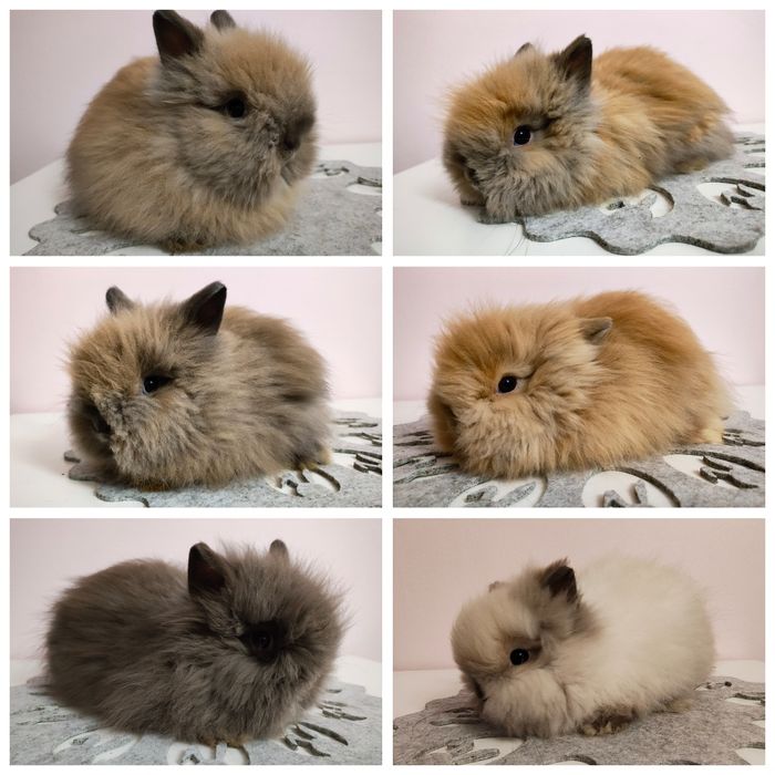 Króliki Karzełki Teddy