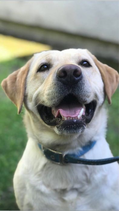 Віддам щенят, цуценят лабладора