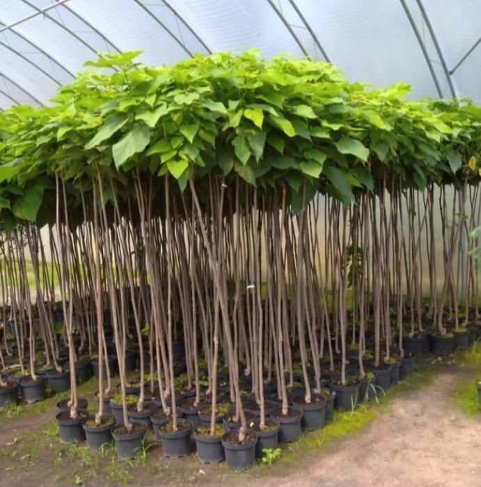 Catalpa Katalpa Nana