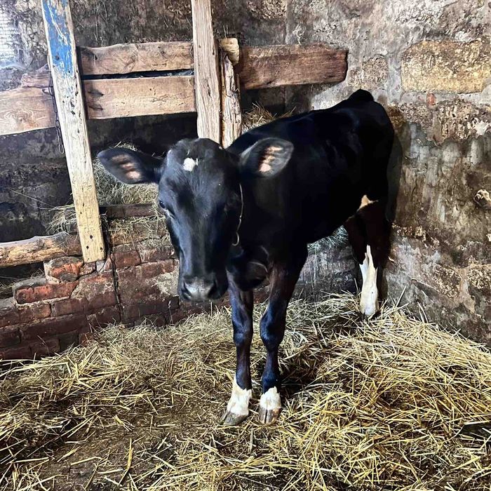 Продам телицю голштин 5 місяців