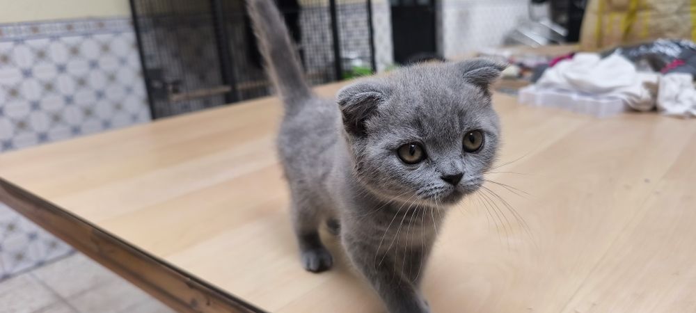 Gato Scottish fold azul fêmea muito meiguinho disponível para entrega imediata
