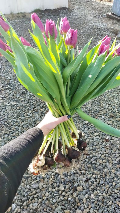 Цибулини тюльпанів після вигонки