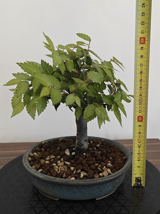 Pré-Bonsai Ulmus