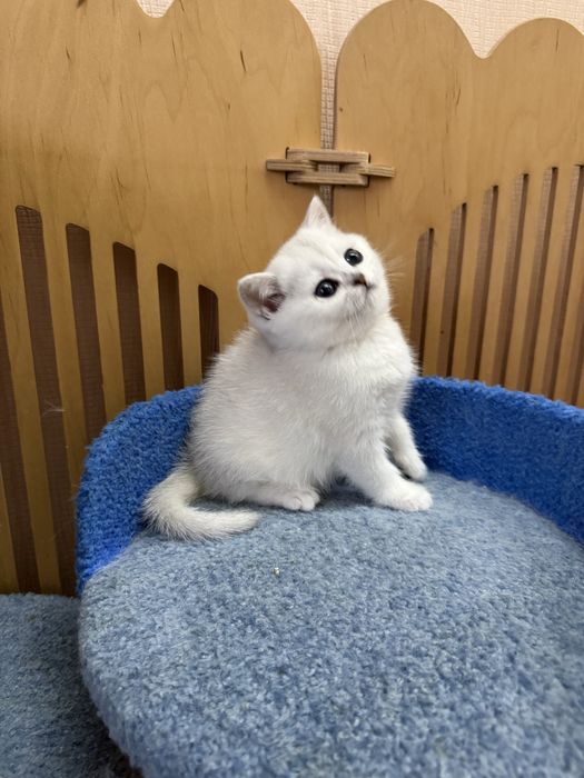 Сріблясті кошенята