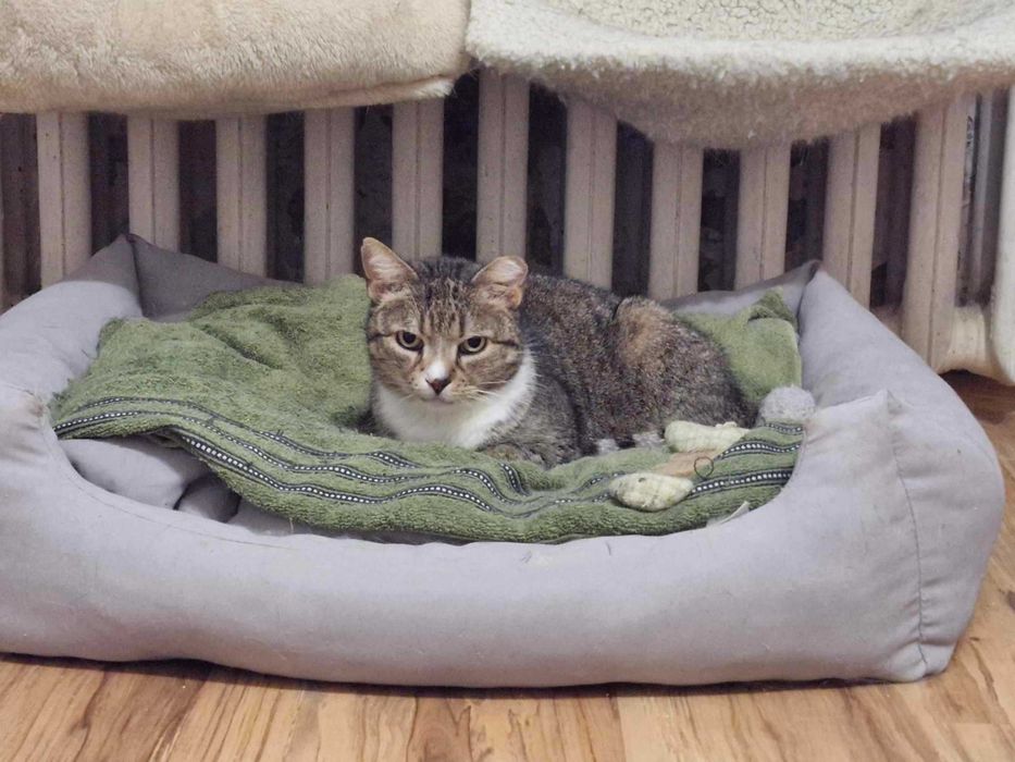 Pokochaj starszą chorą kotkę, okaż serce