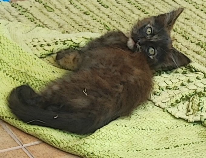 Gato para adoção