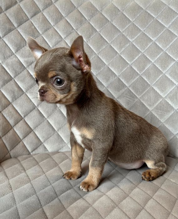 ‼️Лиловый мальчик чихуахуа Киев‼️