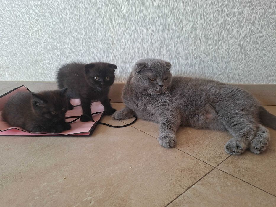Шотланска висловуха.котята