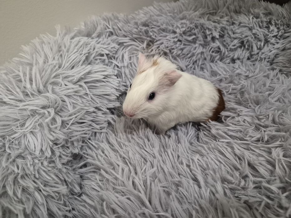 Małe świnki morskie