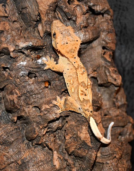 Gekon orzęsiony orzęsek młode