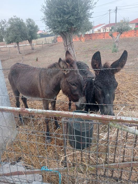 2 burrinhas para venda