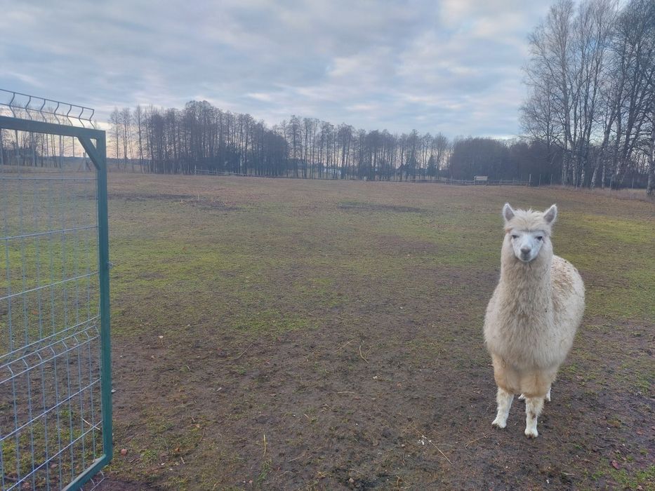 Sprzedam samiczkę alpaki