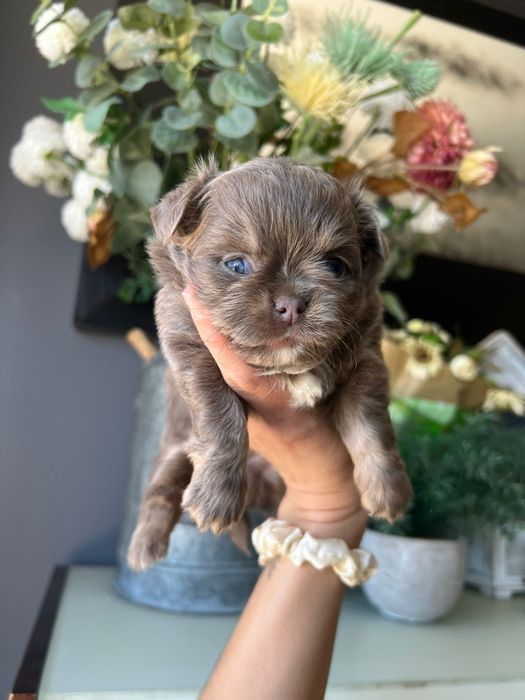 Chihuahua  Lilac de olhos azuis . Menino . Pêlo Longo.  Lindo demais.