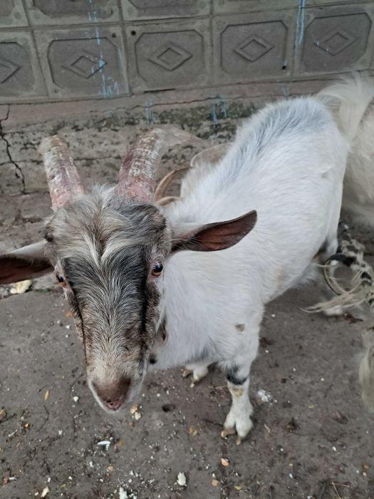 Продам полодых коз цапика