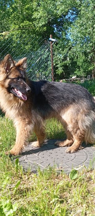 Хлопчик Шикарний німець КСУ