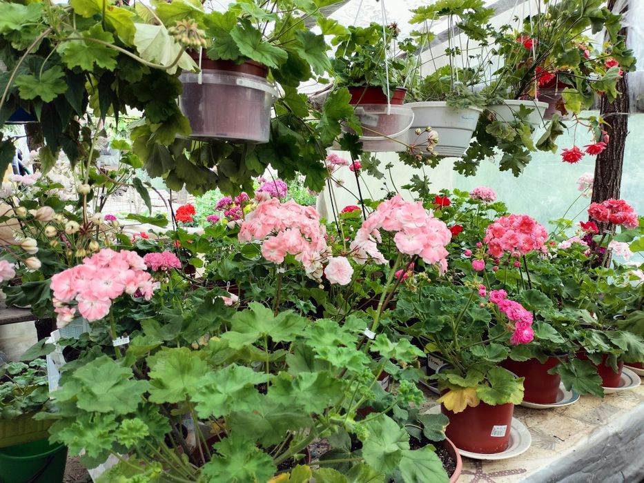 Сортова пеларгонія