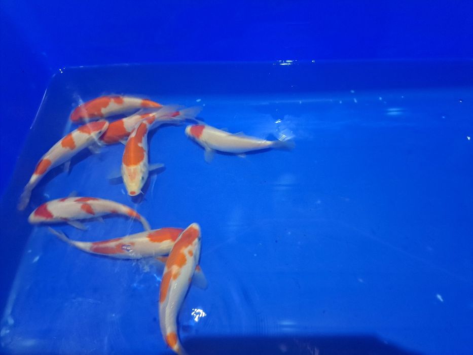 Japonski karp koi