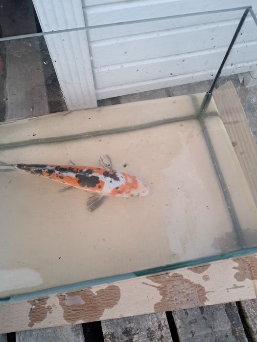Karpik koi karp oczko staw akwarium