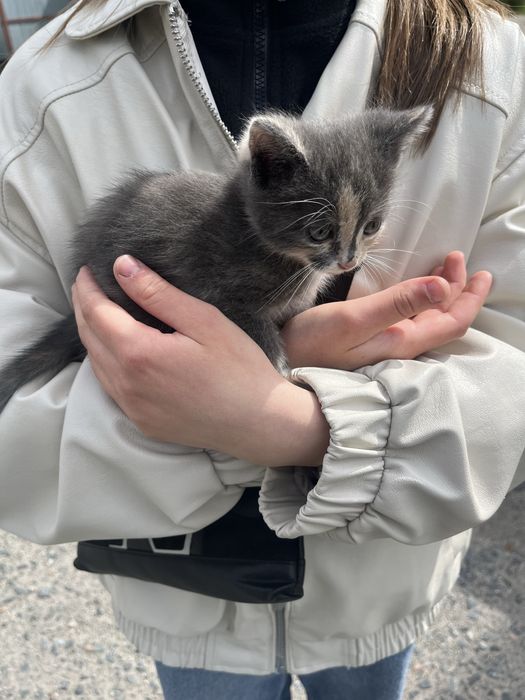 Кошеня шукає дім!Віддаємо в хороші руки безкоштовно