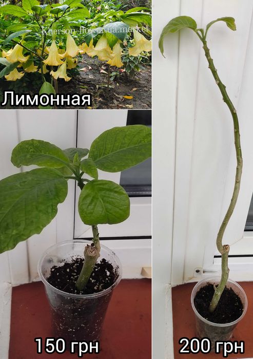 Бругмансия 6 сортов хорошо укоренённые черенки